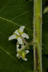 Tropical soda apple